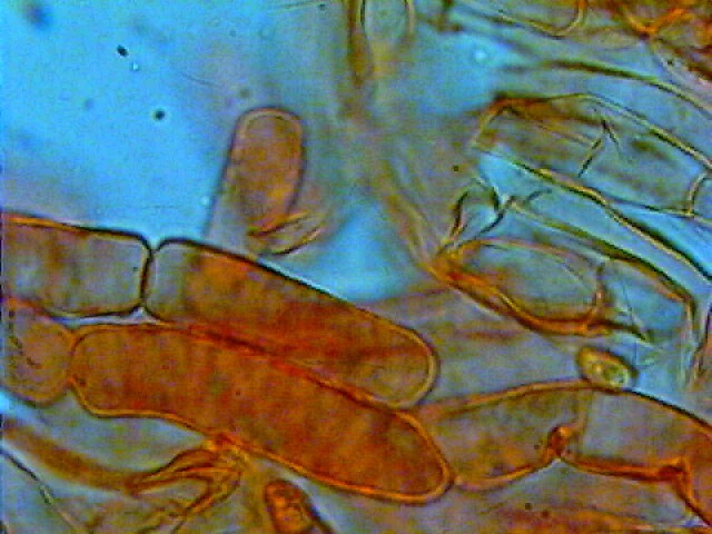 Due giorni di raccolta in 20 foto